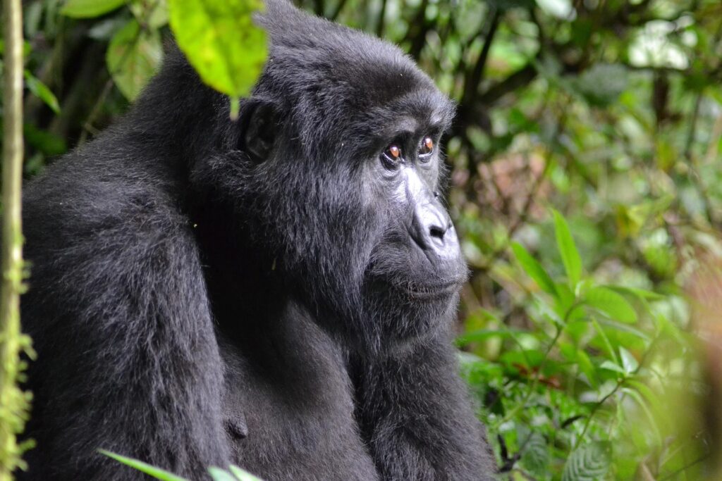 Bwindi-National-Park-Gorilla-Trekking