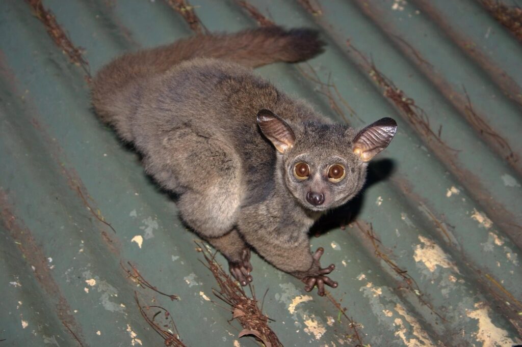Demidoffs-Galago-Bwindi