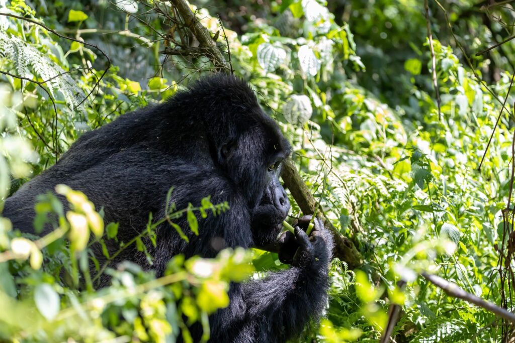 Uganda-gorilla-trekking-Bwindi