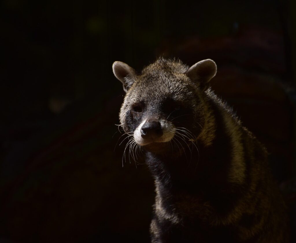 african-civets-Bwindi