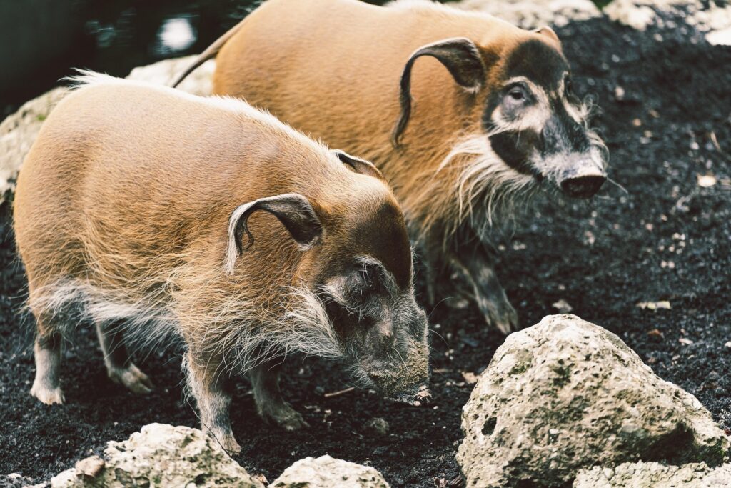 bwindi-bushpigs