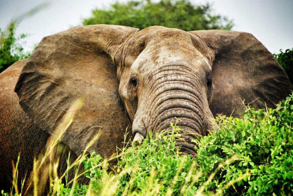 bwindi-forest-elephants