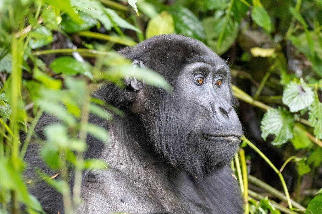 bwindi-gorilla-trekking-uganda