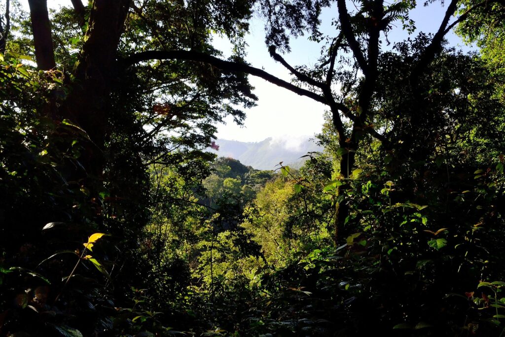 bwindi-impenetrable-forest