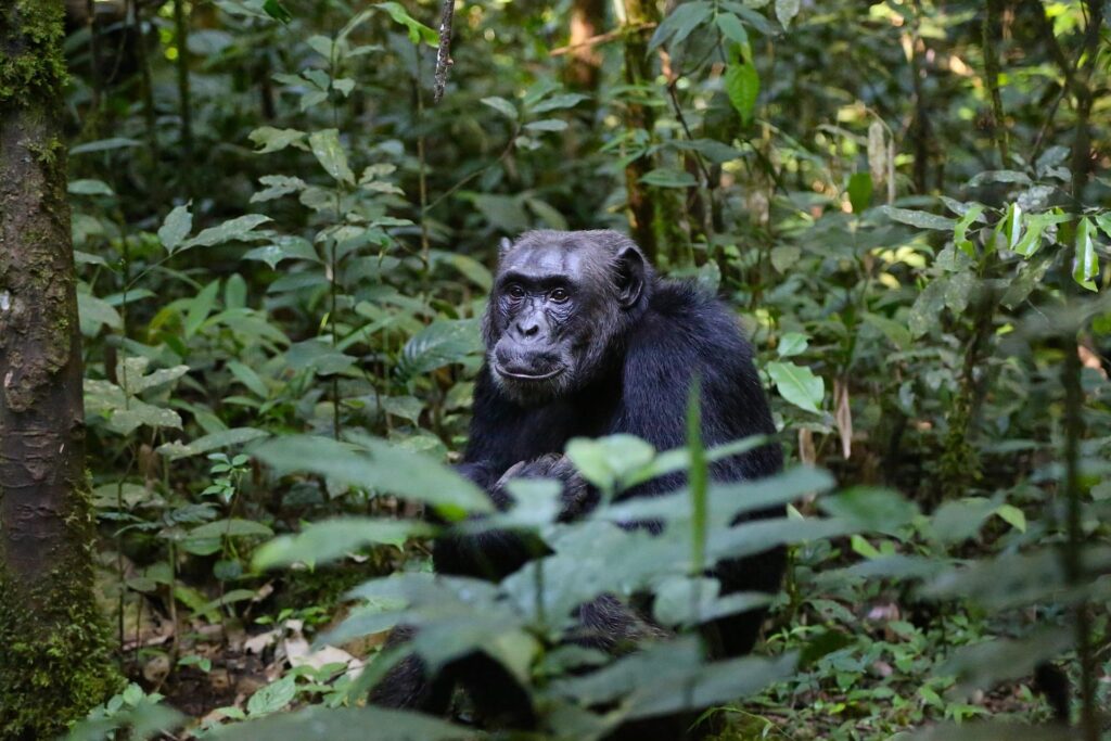 chimpanzee-bwindi-trekking