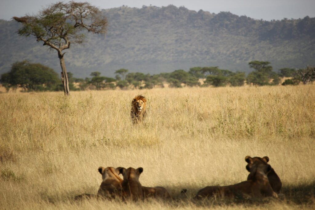 akagera-lions