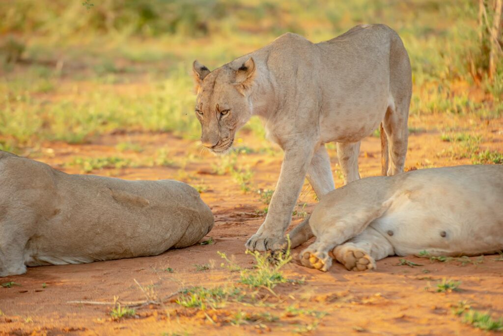 lions-of-akagera-national-park