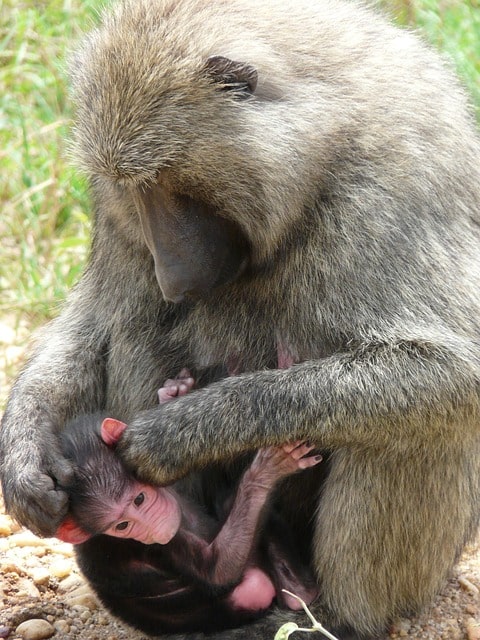 olive-baboons-bwindi