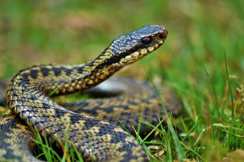 puff-adder-Bwindi