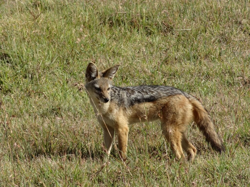 side-striped-jackal-Bwindi