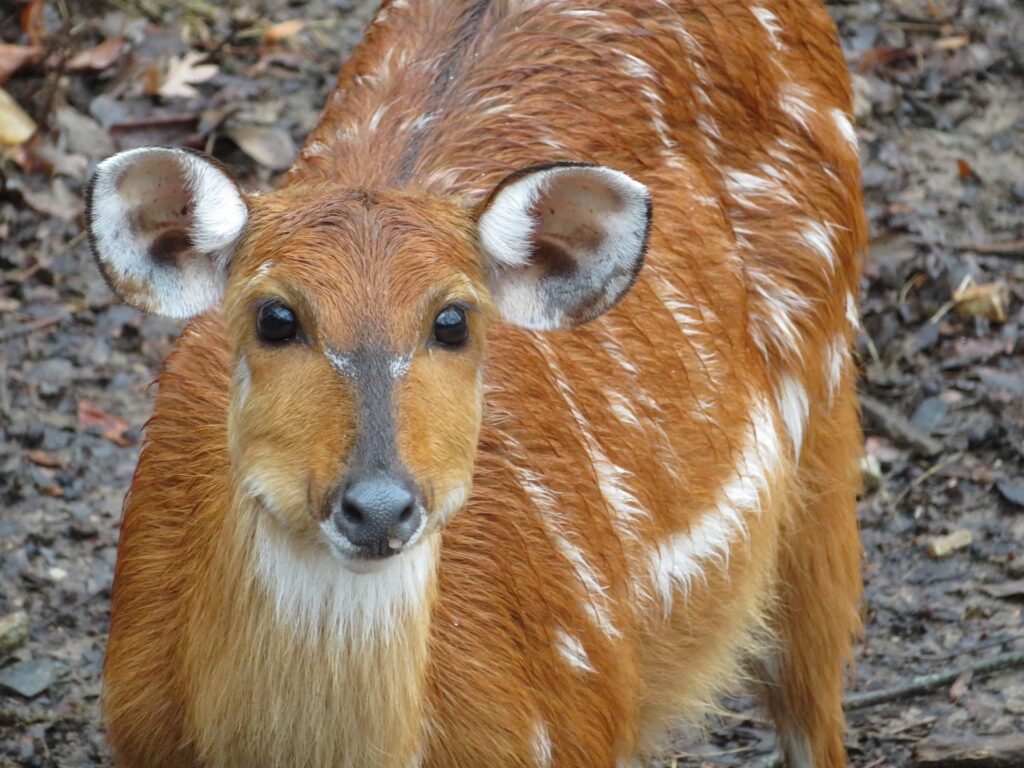 sitatunga-bwindi