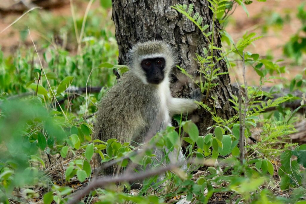 vervet-monkey-s-bwindi-impenetrable-forest