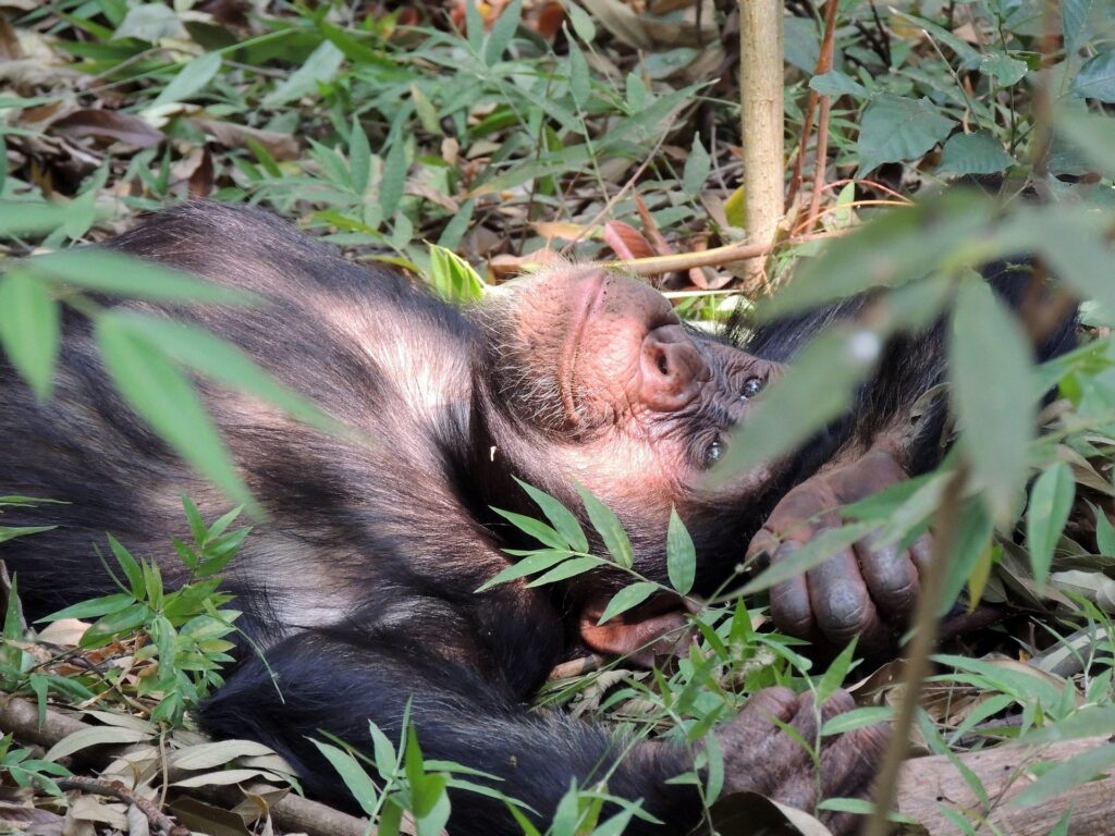 Kibale-chimpanzee-trekking-uganda