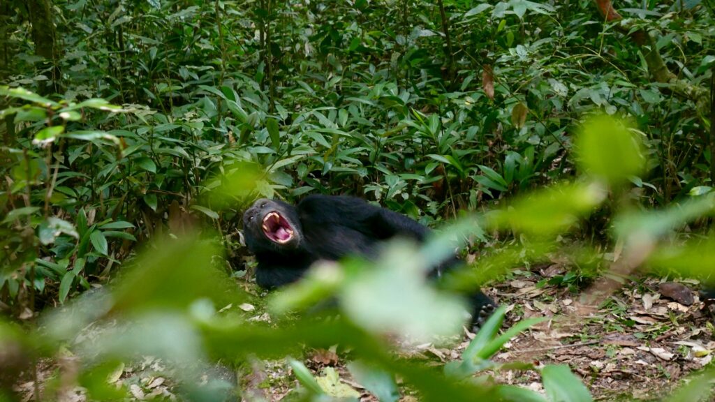 Kibale-chimpanzees