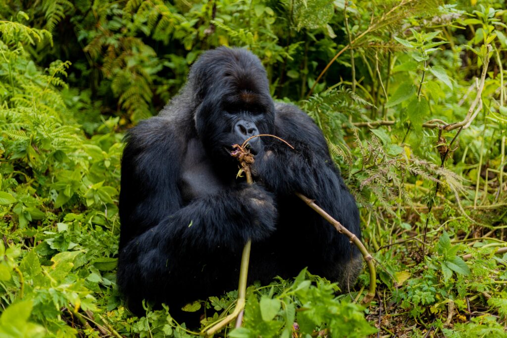 Mountain-gorilla-conservation