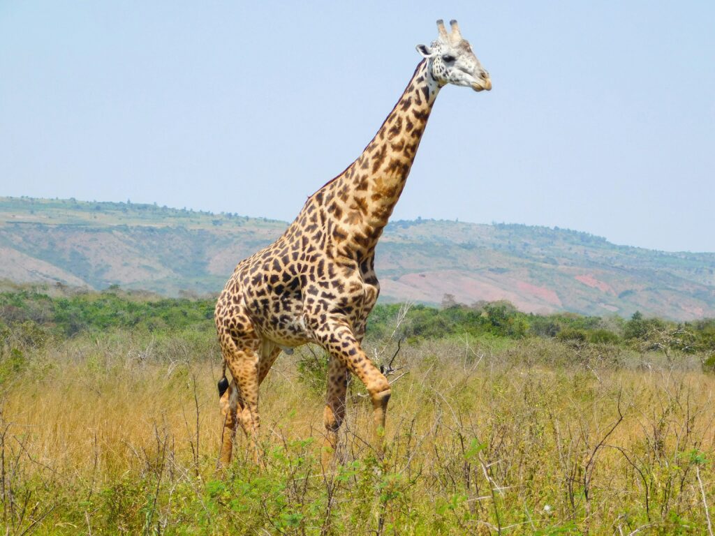 akagera-national-park-game-drive