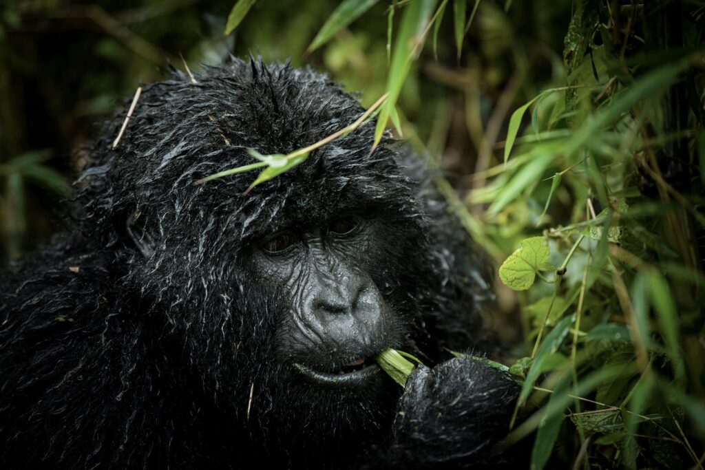 best-gorilla-tours-in-Rwanda