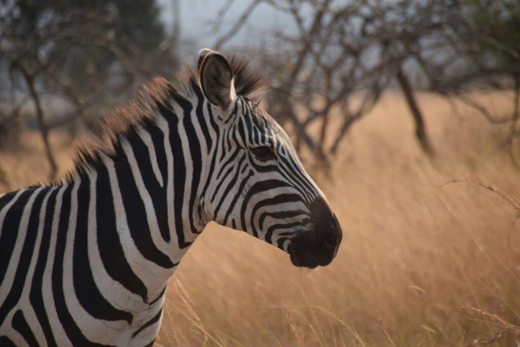 best-rwanda-game-drive