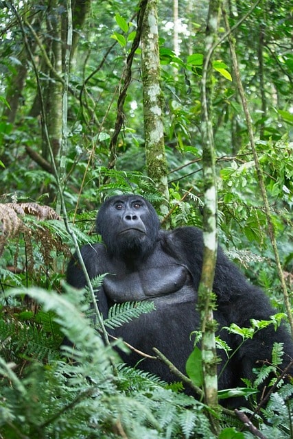 best-rwanda-gorilla-tours