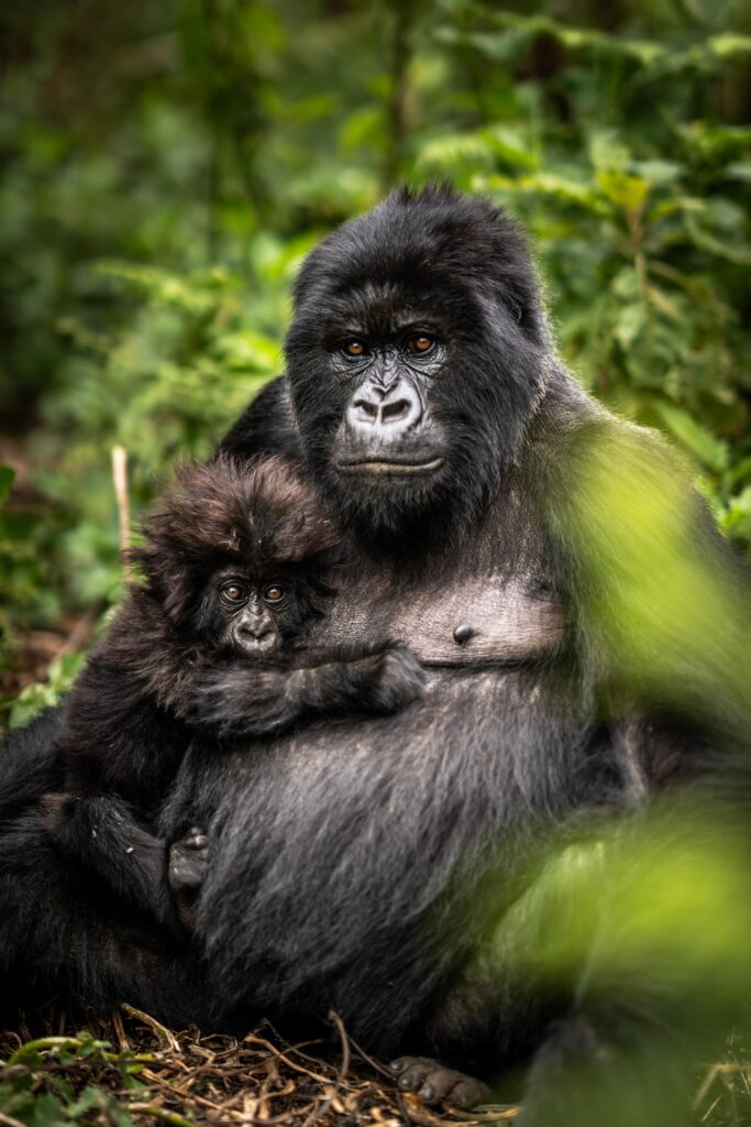 disease-prevention-gorilla-trekking