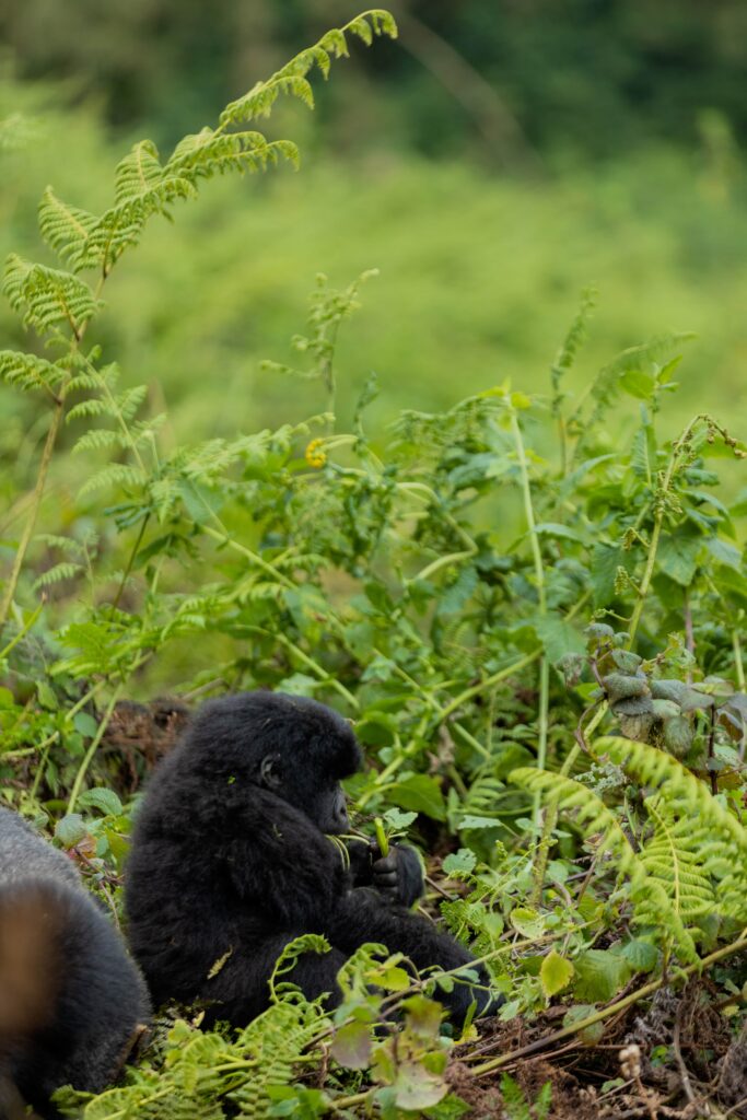 gorilla-trekking-and-wearing-masks