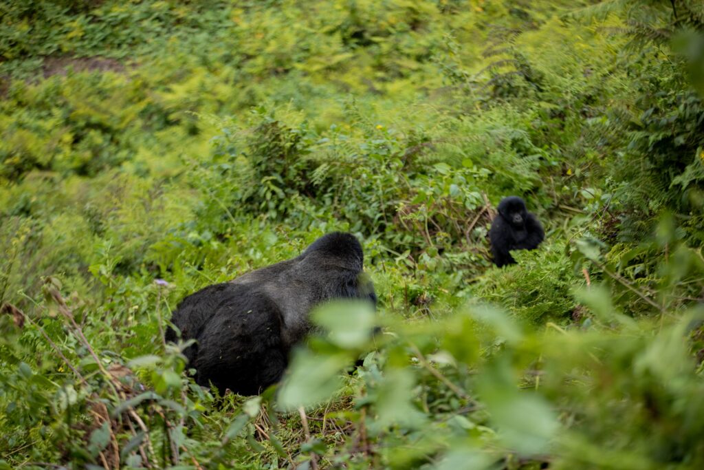 mountain-gorilla-conservation-amahoro-tours