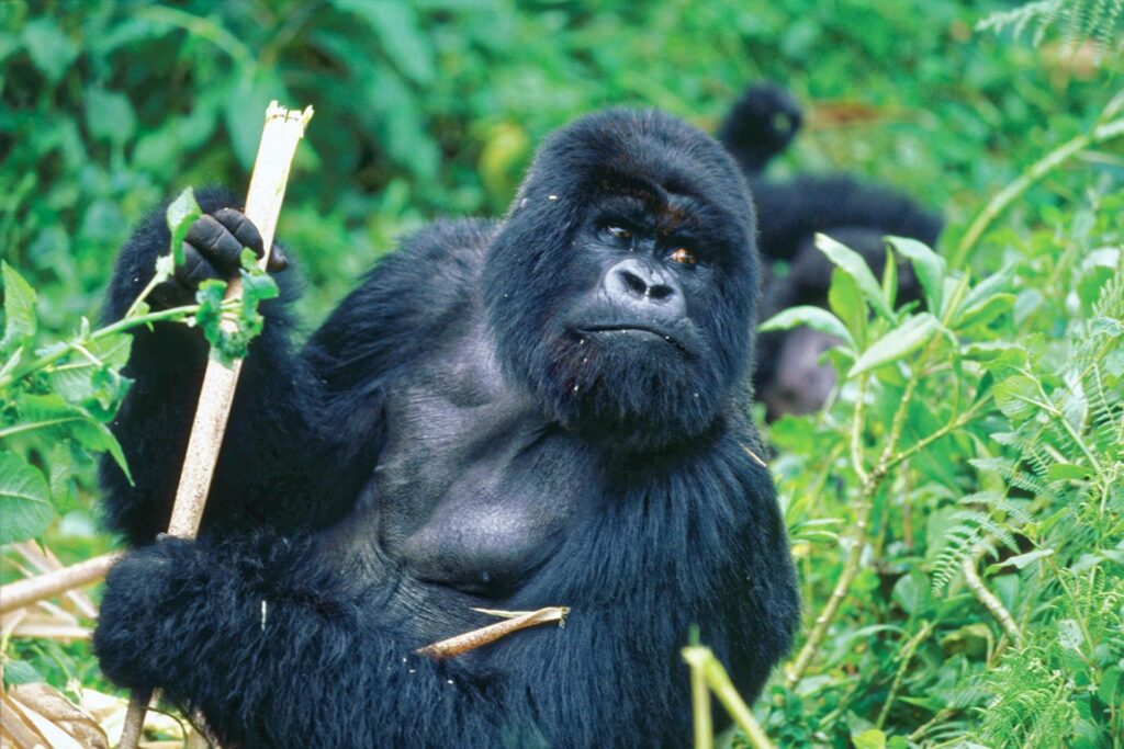 rwanda-best-gorilla-tours