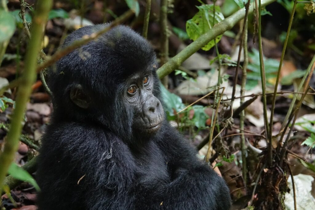 rwanda-gorilla-tours
