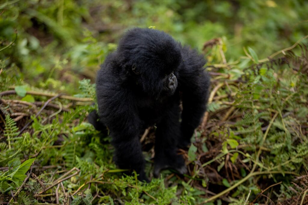 wearing-masks-and-gorilla-trekking