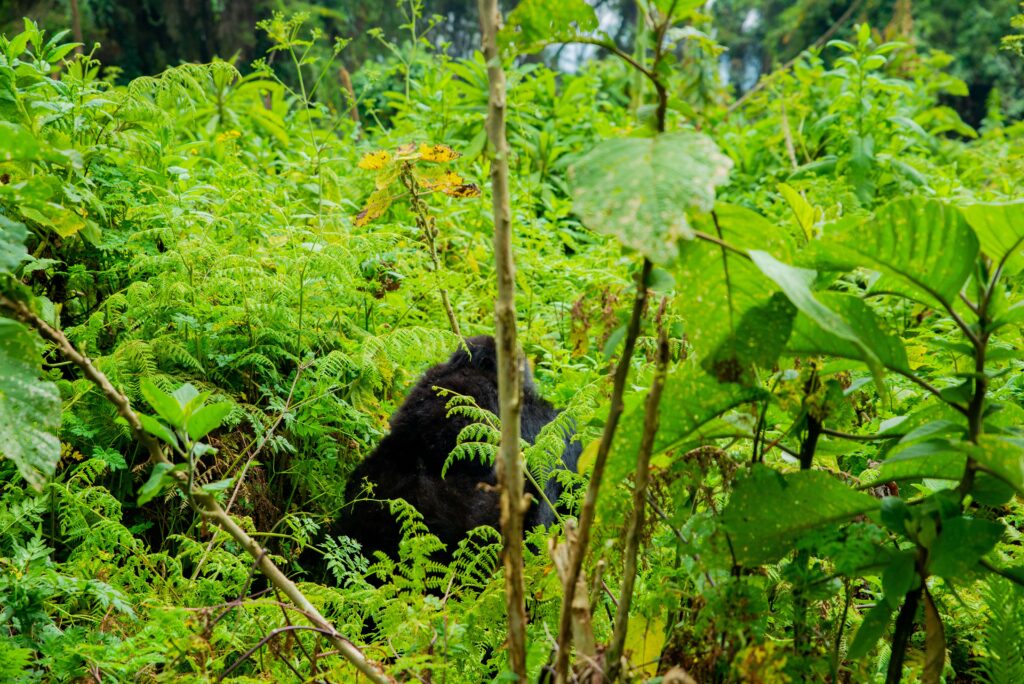 why-do-you-have-to-wear-masks-when-gorilla-trekking