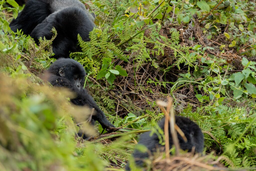 amahoro-gorilla-family