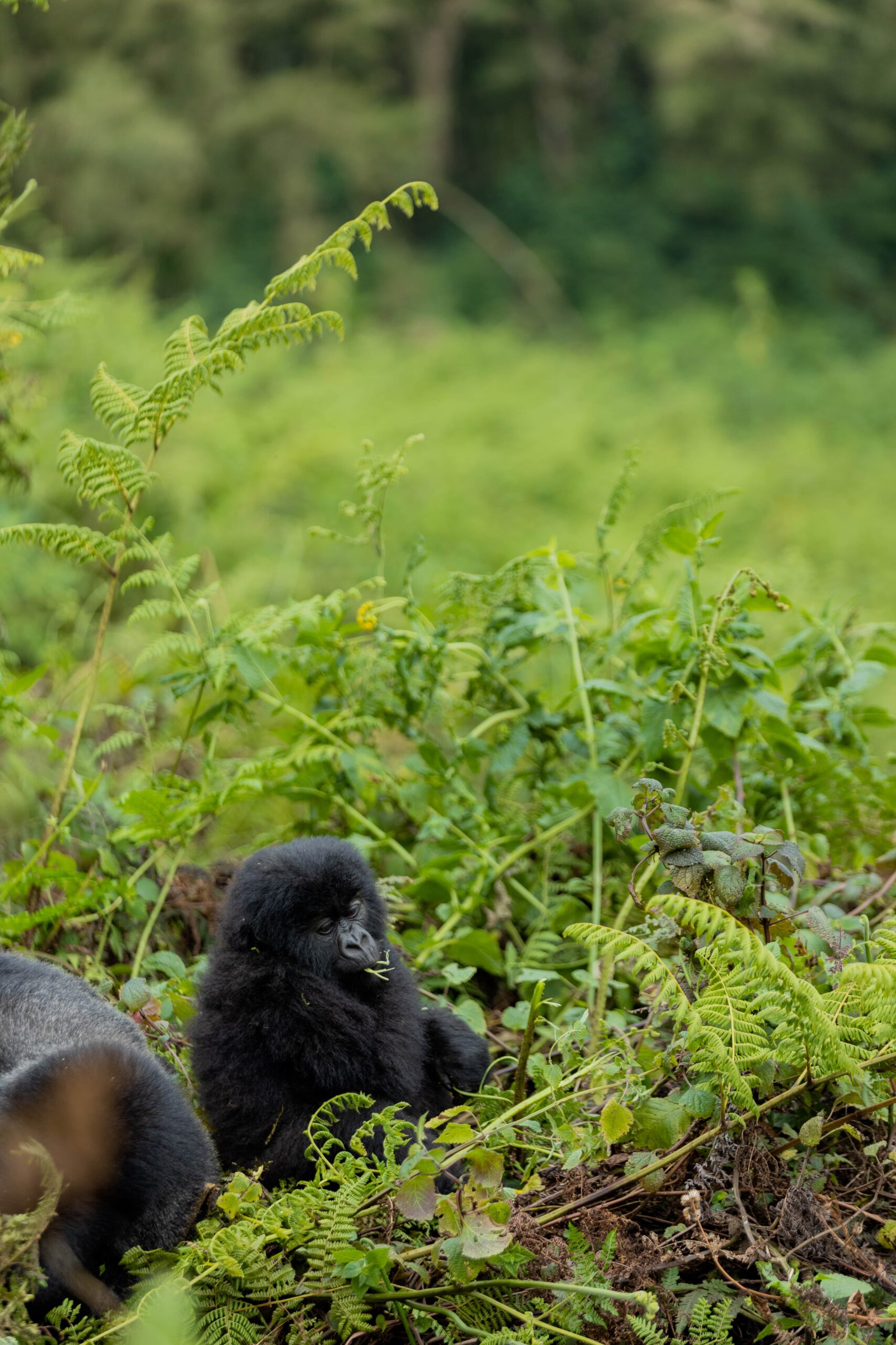gorilla-trekking-tours-in-the-mgahinga
