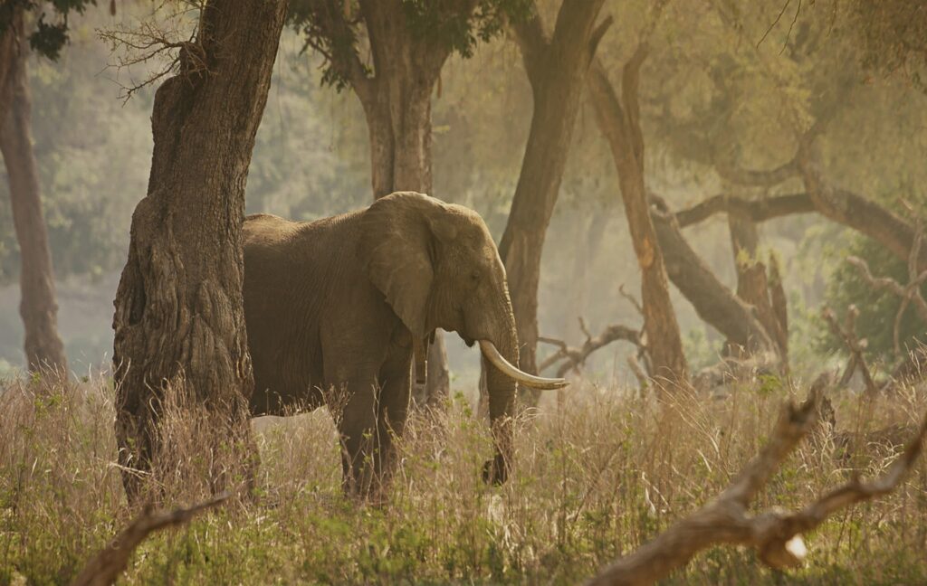 Big-5-Elephants-in-Rwanda