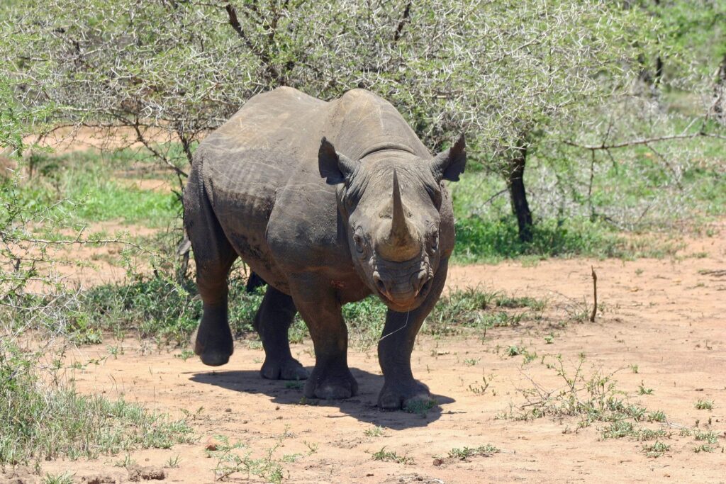 Black-Rhino-Rwanda-Big-5