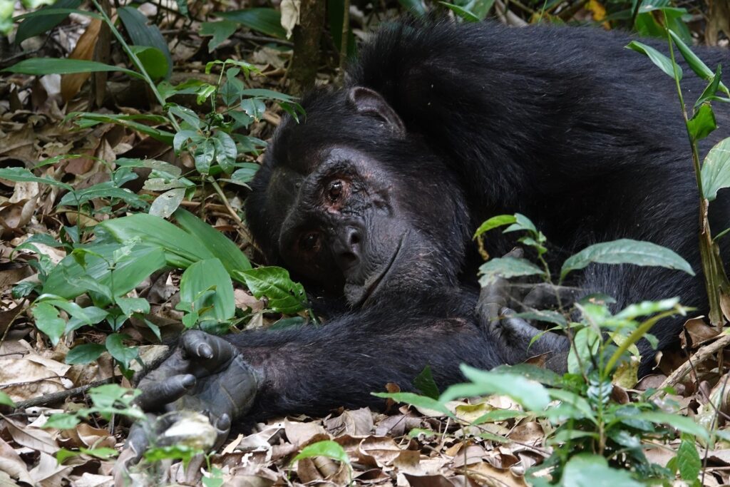 Chimpanzee-trekking-in-nyungwe-forest-national-park