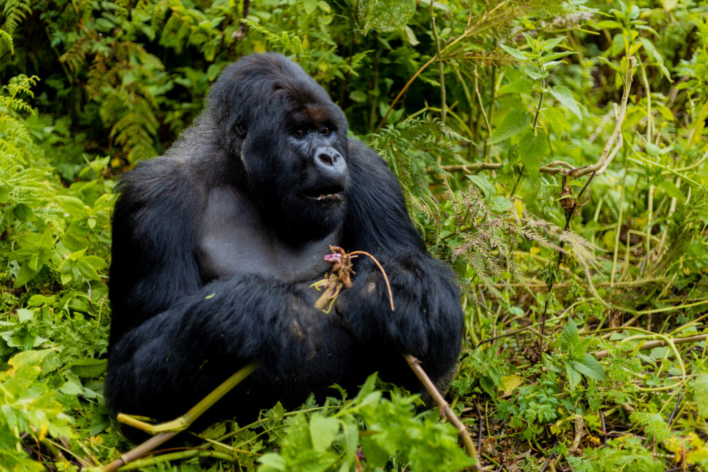 Mgahinga-gorilla-trekking