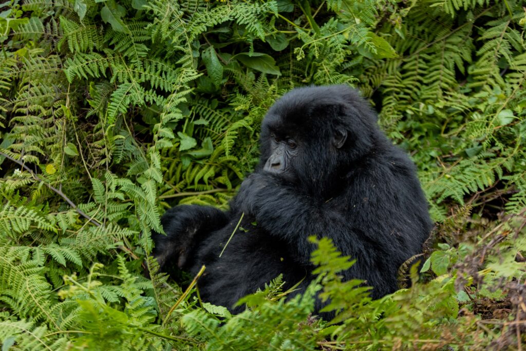Mgahinga-national-park-gorilla-trekking