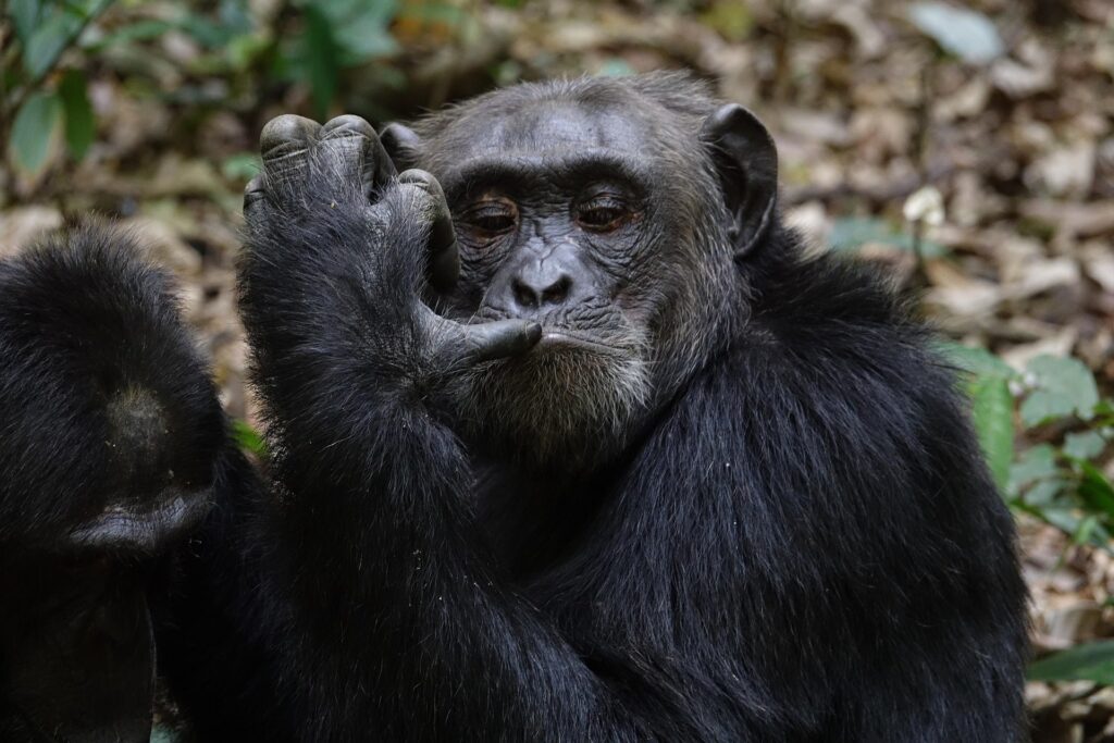 Nyungwe-national-park-chimpanzees