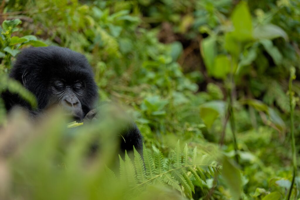 amahoro-gorilla-group