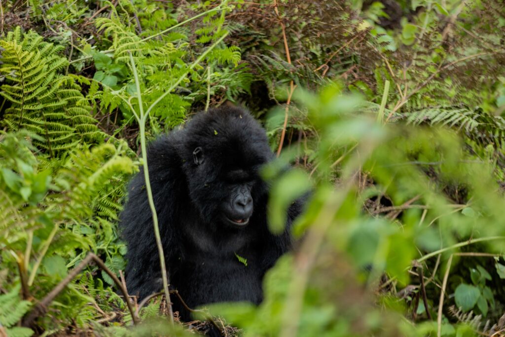 best-gorilla-trekking-packages-for-Americans