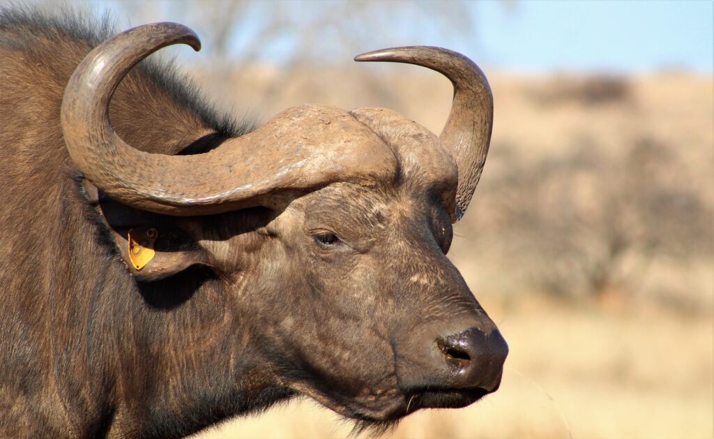 Big-5-Water-buffalo-Rwanda
