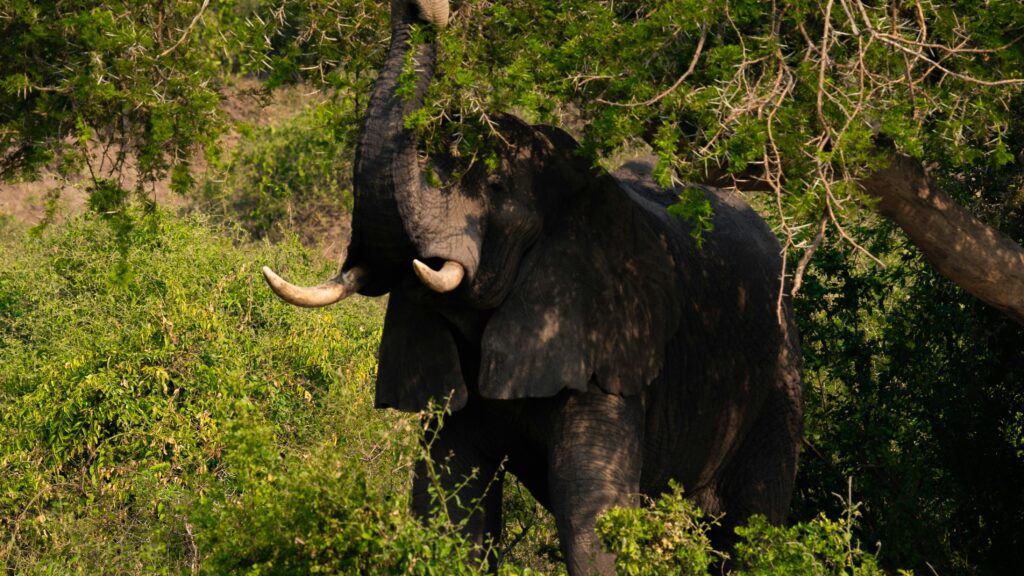 queen-elizabeth-national-park-safari