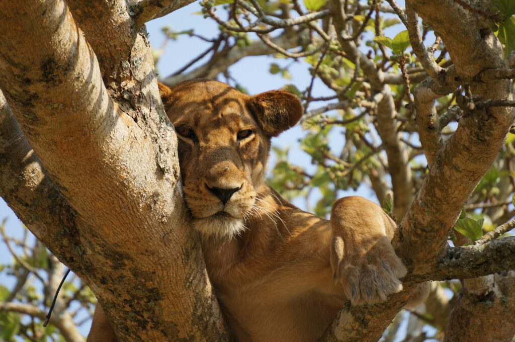 queen-elizabeth-national-park-safari