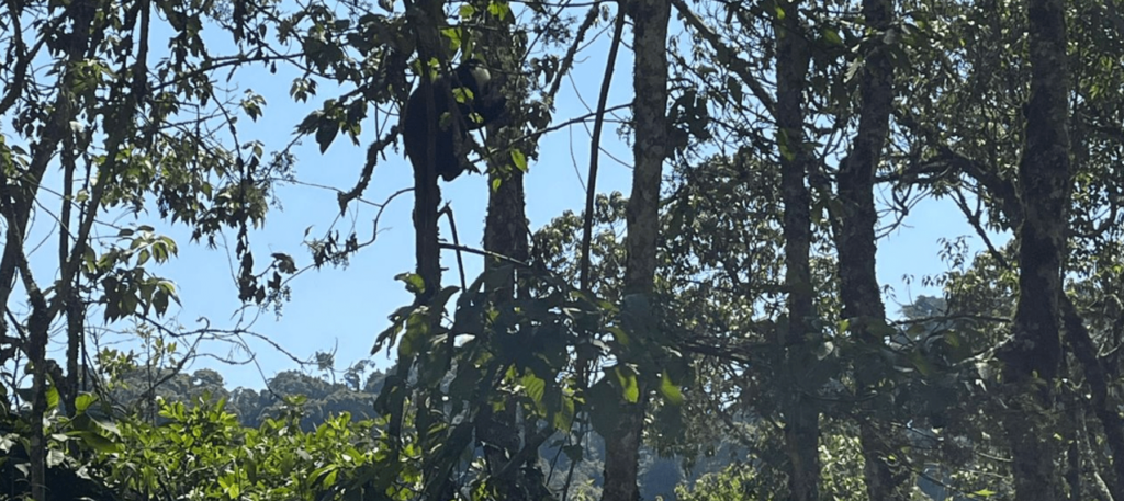 nyungwe-forest-national-park-chimpanzee-trackingpng