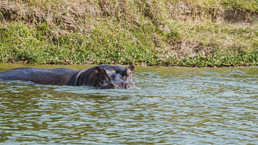 queen-elizabeth-national-park-safari-tour