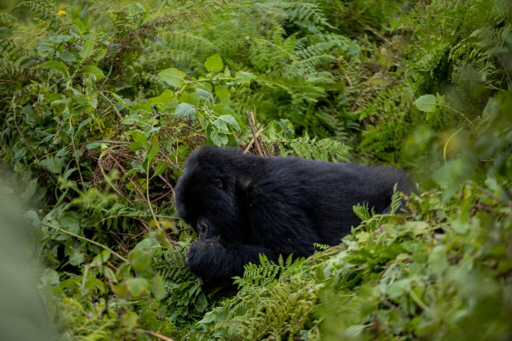 Australiia-to-Randa-gorilla-trekking