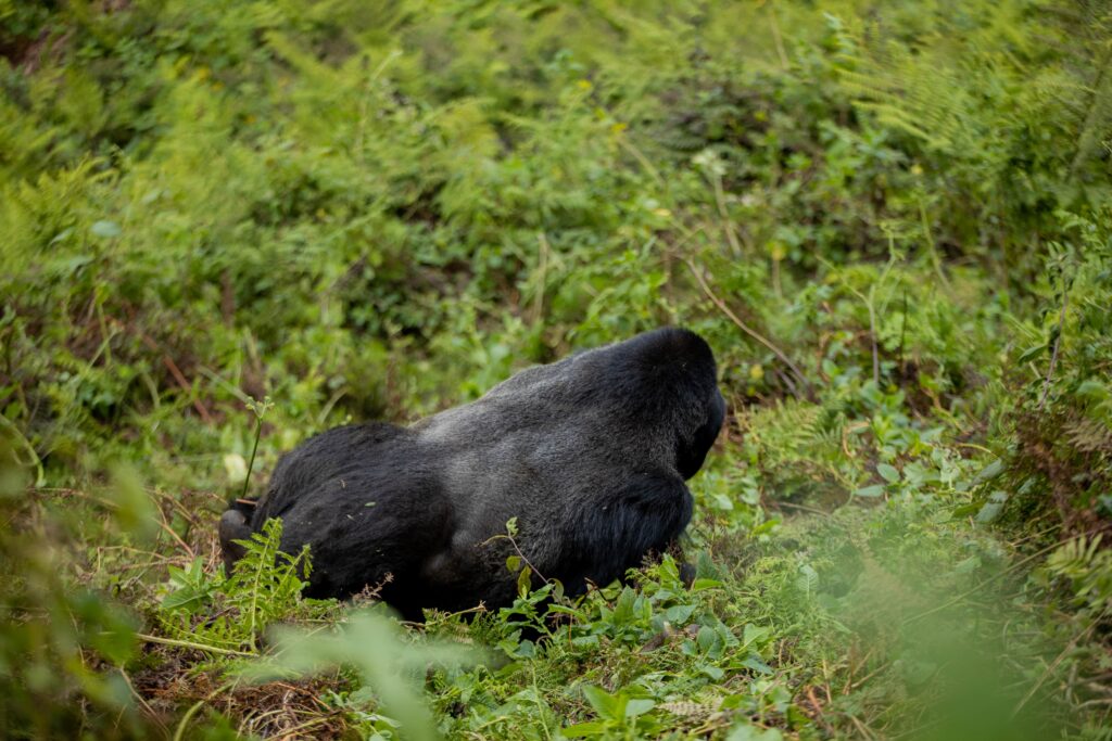 best-gorilla-trekking-for-australians