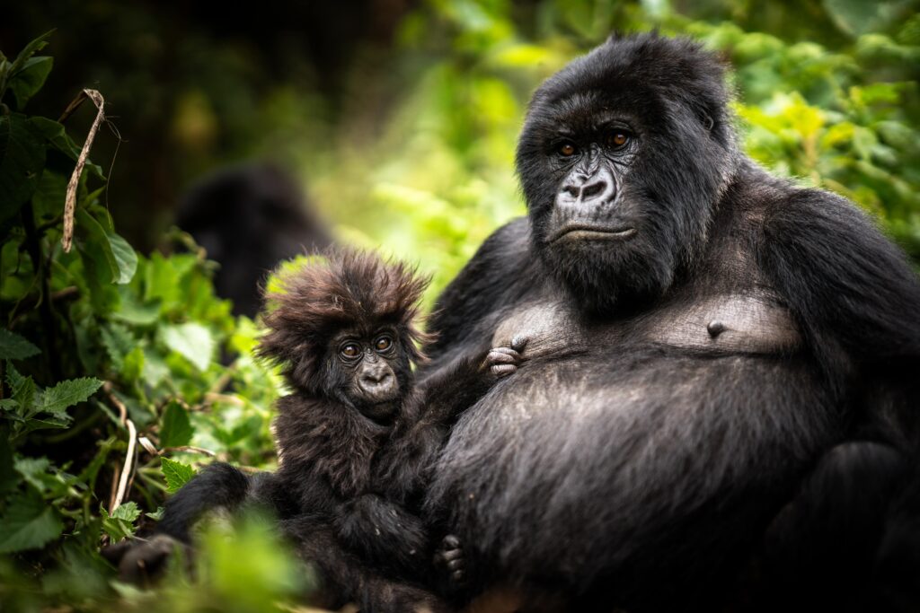 Congo-Gorilla-Trekking-vs-Rwanda-Gorilla-Trekking