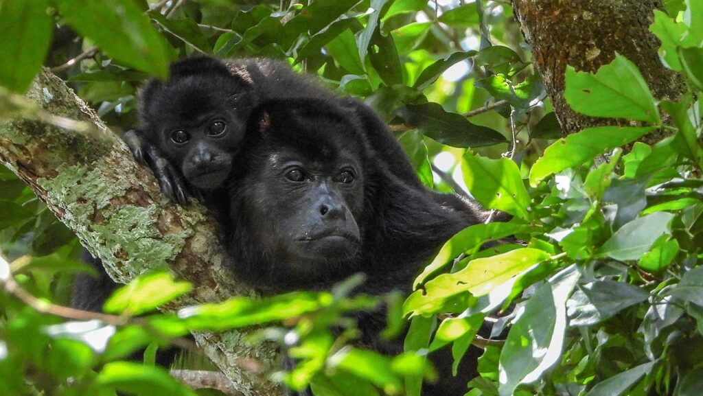 the-congo-reopens