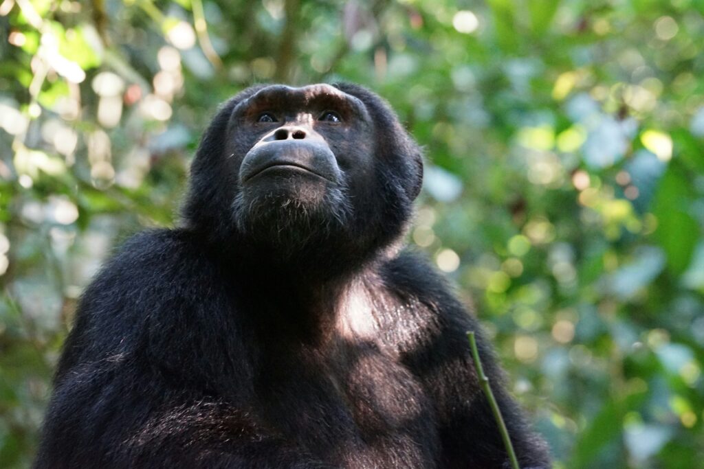 virunga-massif-chimpanzee-tours